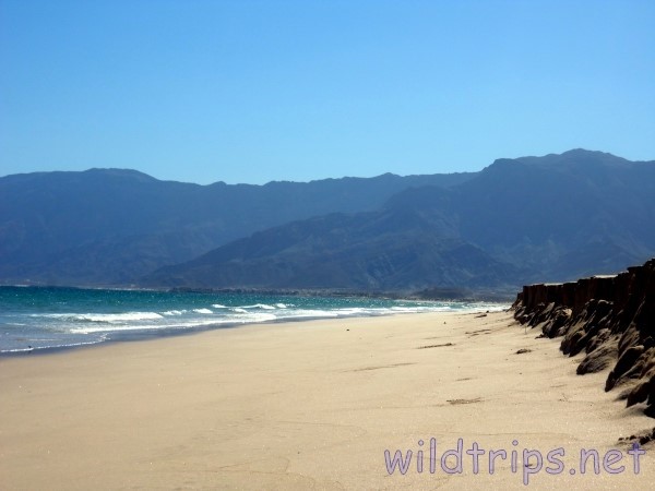 Oman, spiaggia