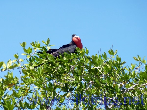 Uccelli colorati a Isla Coiba