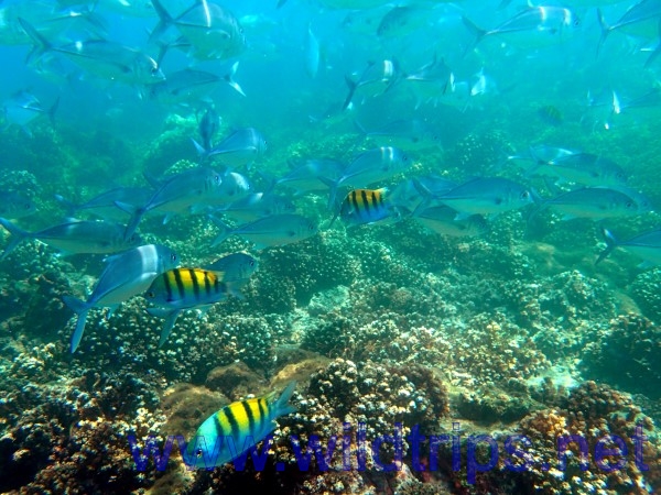Pesci a Isla Coiba, Panama