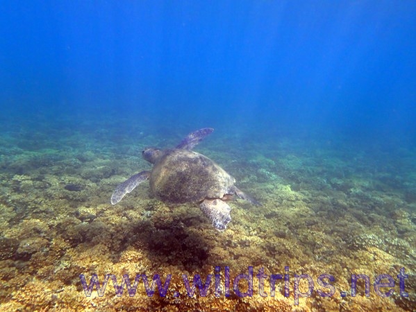 Tartaruga gigante a Isla Coiba